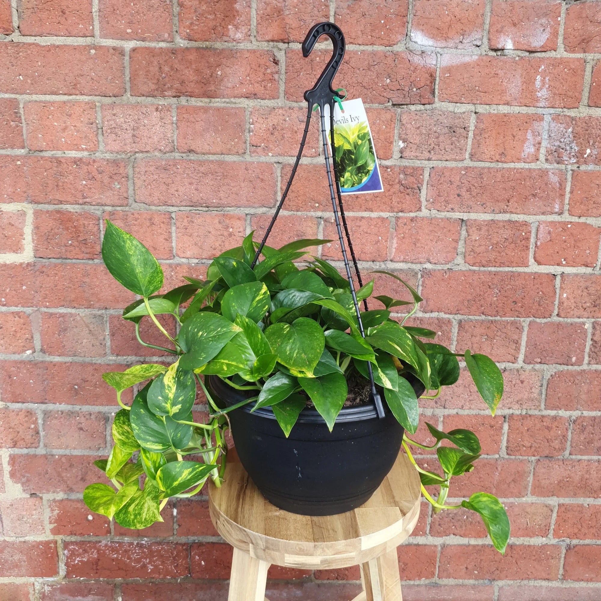 Devil's Ivy (Epipremnum aureum) - 25cmHB Folia House