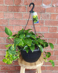Devil's Ivy (Epipremnum aureum) - 25cmHB Folia House