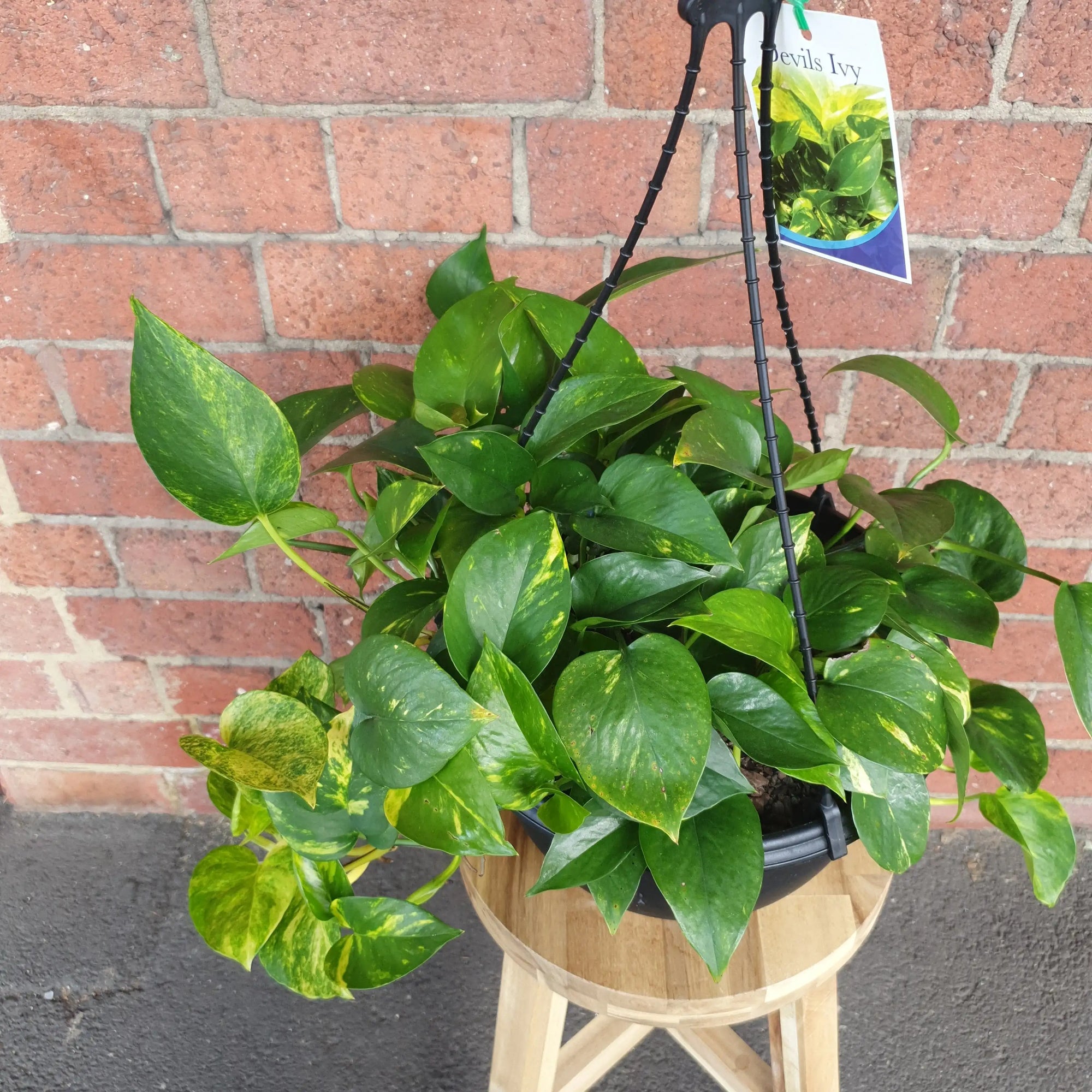 Devil's Ivy (Epipremnum aureum) - 25cmHB Folia House