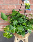 Devil's Ivy (Epipremnum aureum) - 25cmHB Folia House