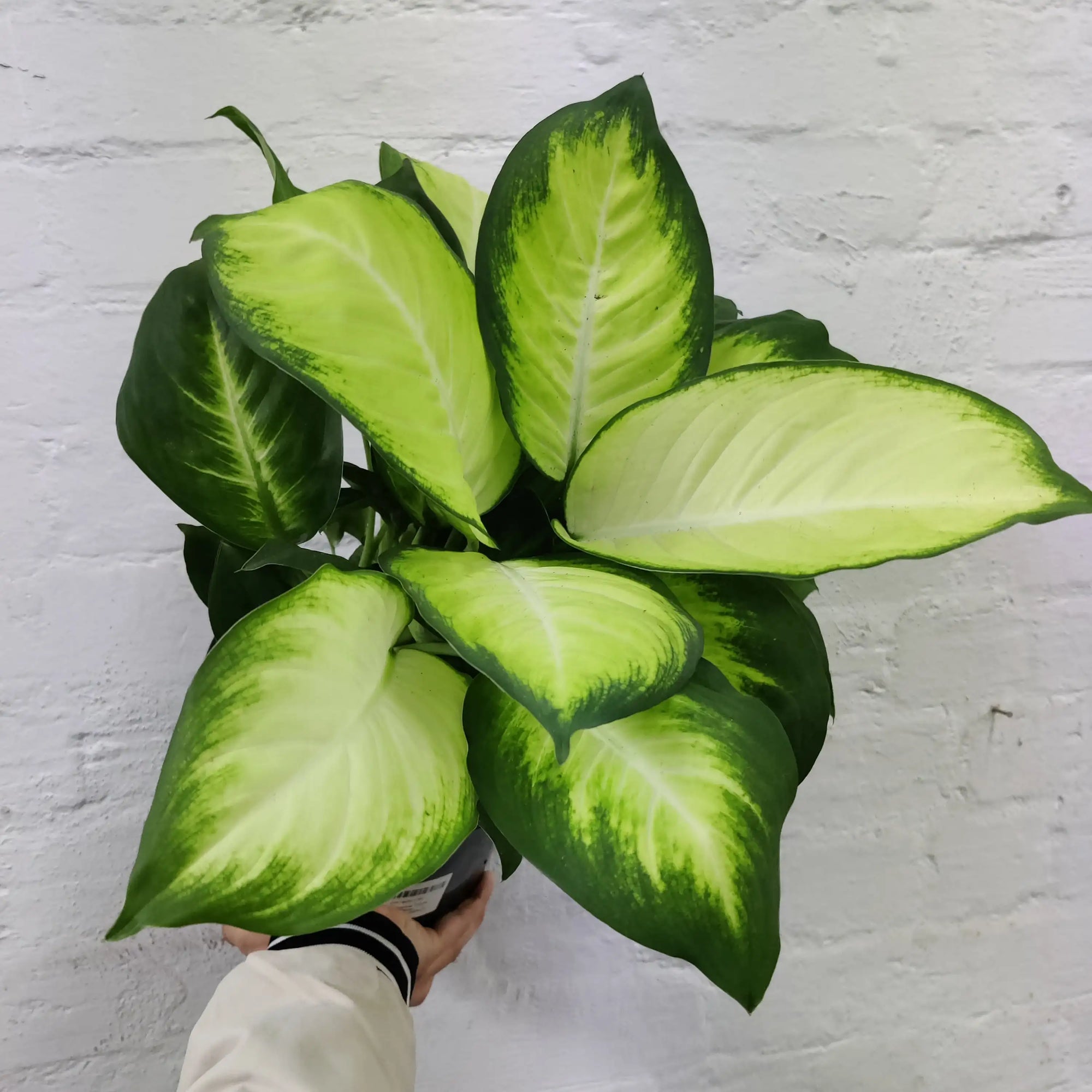 Dieffenbachia Tropic Marianne - 20cm Pot Folia House