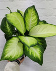 Dieffenbachia Tropic Marianne - 20cm Pot Folia House