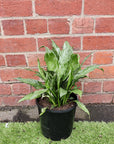 Domino Peace lily (Spathiphyllum) - 20cm Pot Folia House