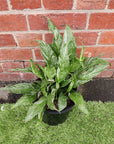 Domino Peace lily (Spathiphyllum) - 20cm Pot Folia House