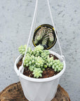 Donkey's Tail (Sedum Burrito) Folia House