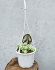 Donkey's Tail (Sedum Burrito) Folia House