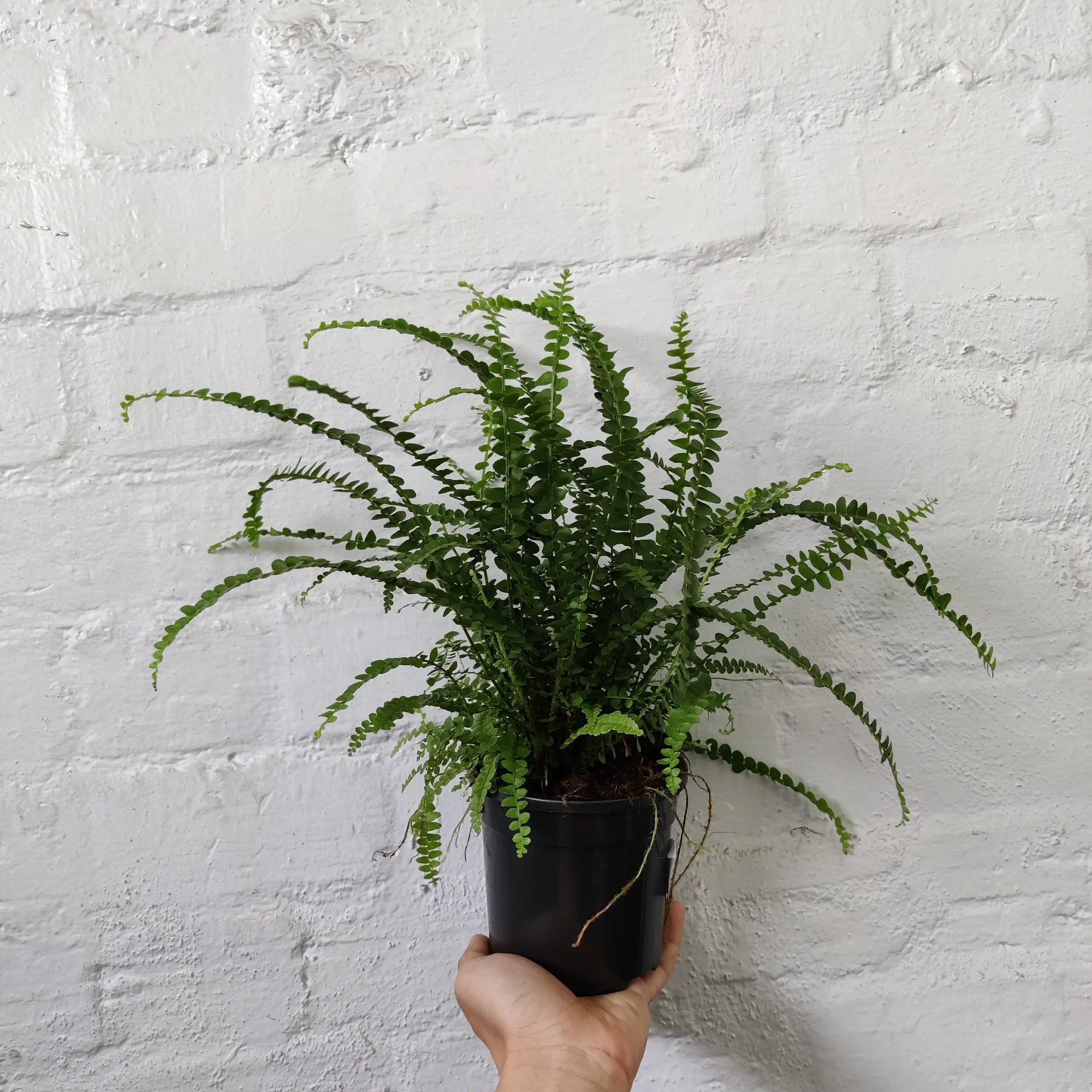 Duffii Fern -13cm pot Folia House