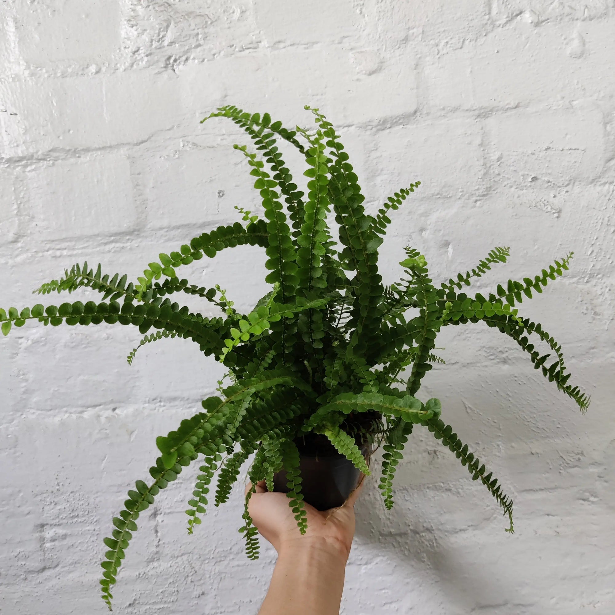 Duffii Fern -13cm pot Folia House