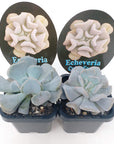 Echeveria cubic Frost Folia House