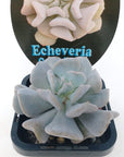 Echeveria cubic Frost Folia House