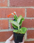 Emerald Forest (Sinningia bullata) - 7cm Pot Folia House