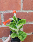 Emerald Forest (Sinningia bullata) - 7cm Pot Folia House