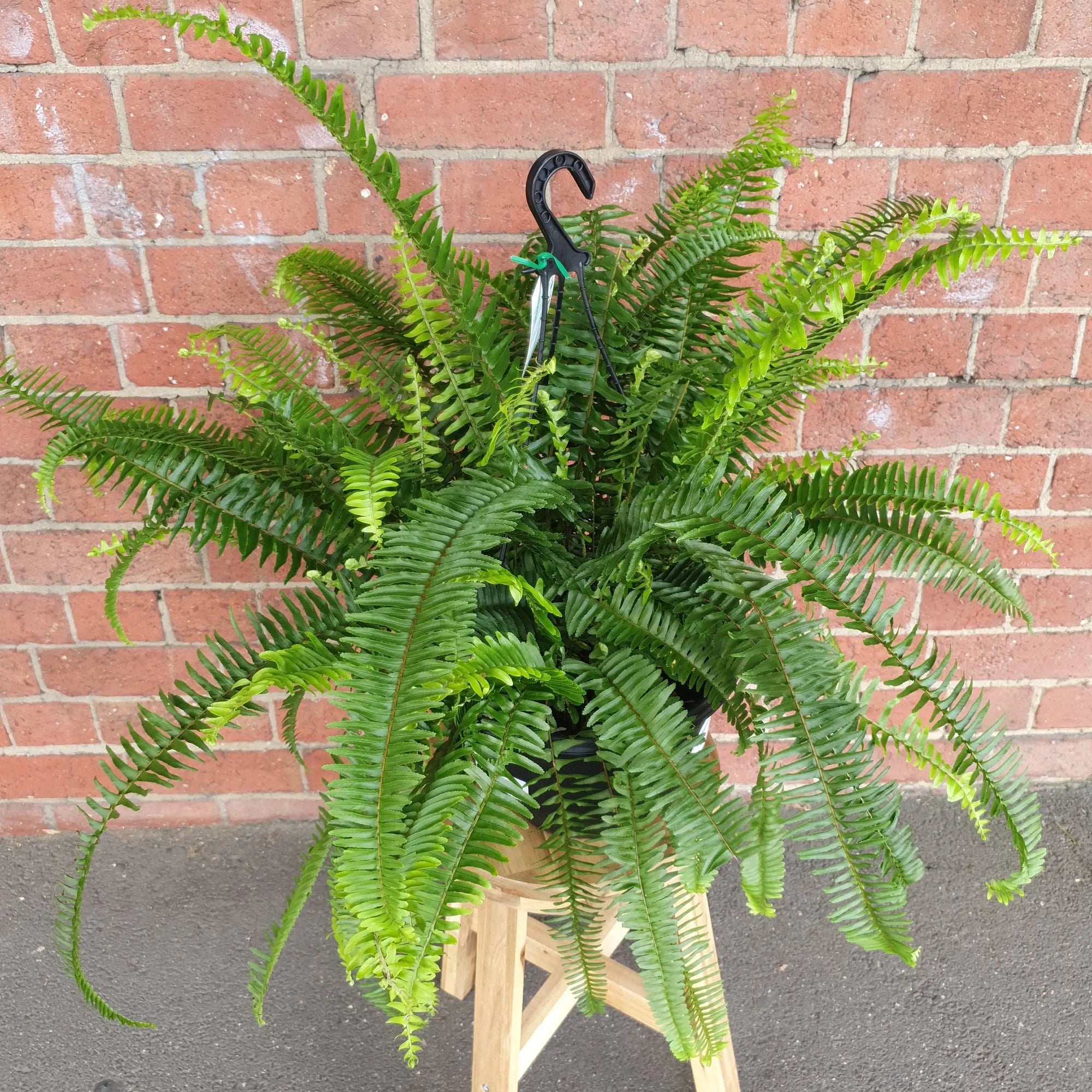 Emerald Queen Fern - 25cmHB Folia House