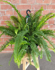 Emerald Queen Fern - 25cmHB Folia House