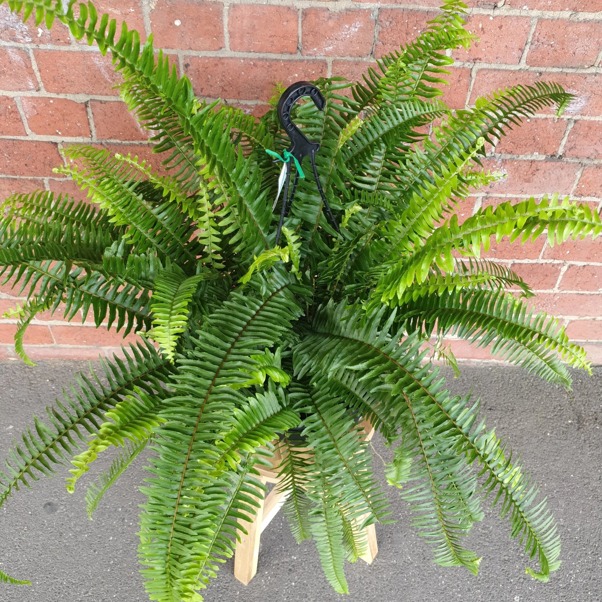 Emerald Queen Fern - 25cmHB Folia House