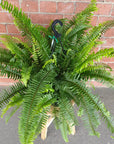 Emerald Queen Fern - 25cmHB Folia House
