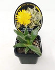 Faucaria Tuberculosa Folia House