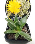 Faucaria Tuberculosa Folia House