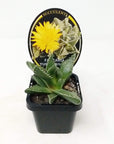 Faucaria Tuberculosa Folia House