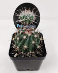Ferocactus Herrerae Folia House