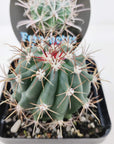 Ferocactus Herrerae Folia House