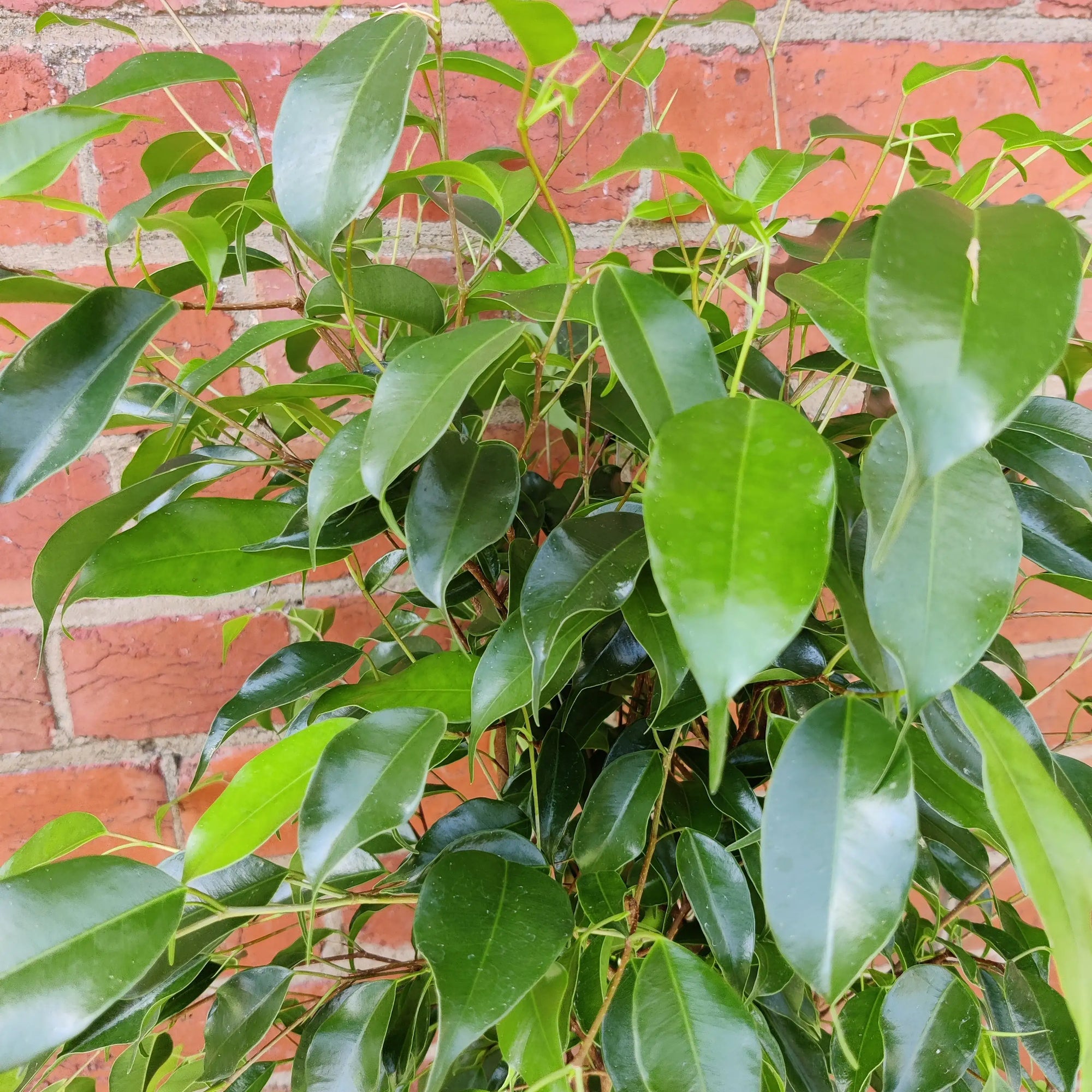 Ficus Benjamin - 20cm Pot Folia House