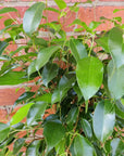 Ficus Benjamin - 20cm Pot Folia House