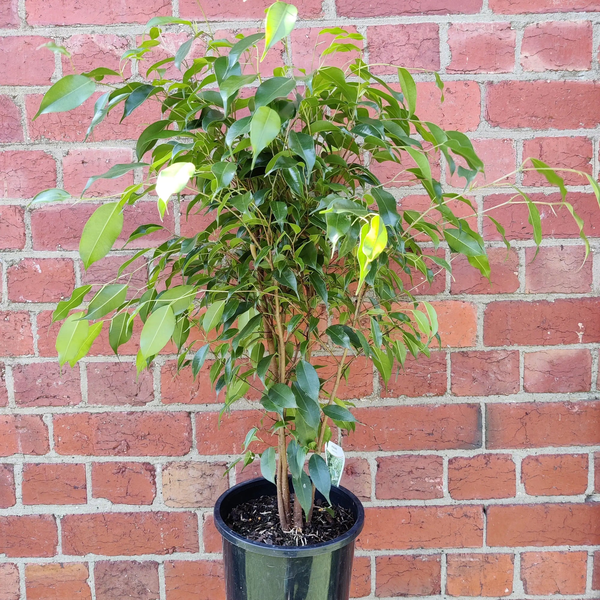 Ficus Benjamin - 20cm Pot Folia House