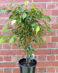Ficus Benjamin - 20cm Pot Folia House