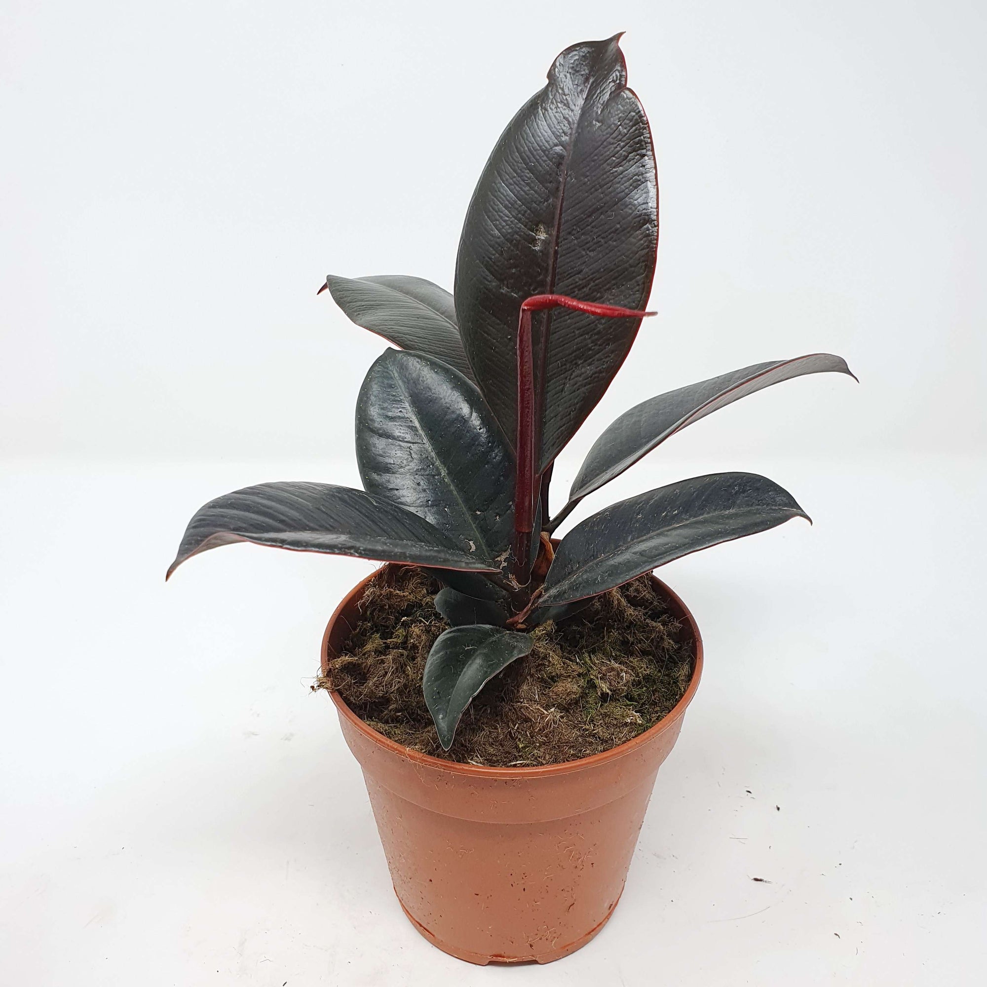 Ficus Burgundy - 12cm Pot Folia House