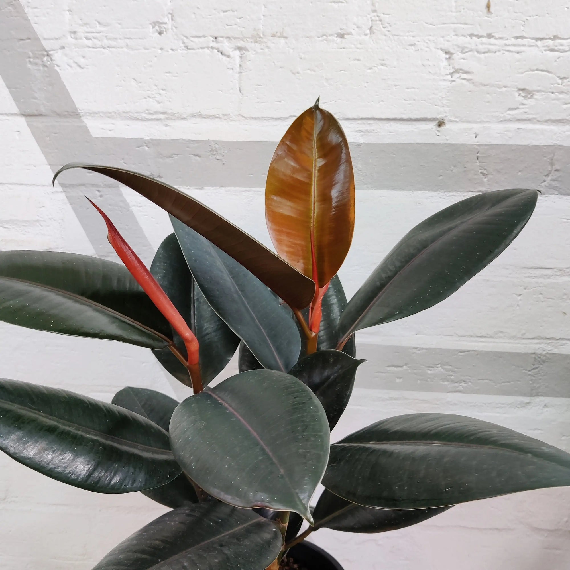 Ficus Burgundy - 20cm Pot Folia House