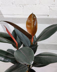 Ficus Burgundy - 20cm Pot Folia House