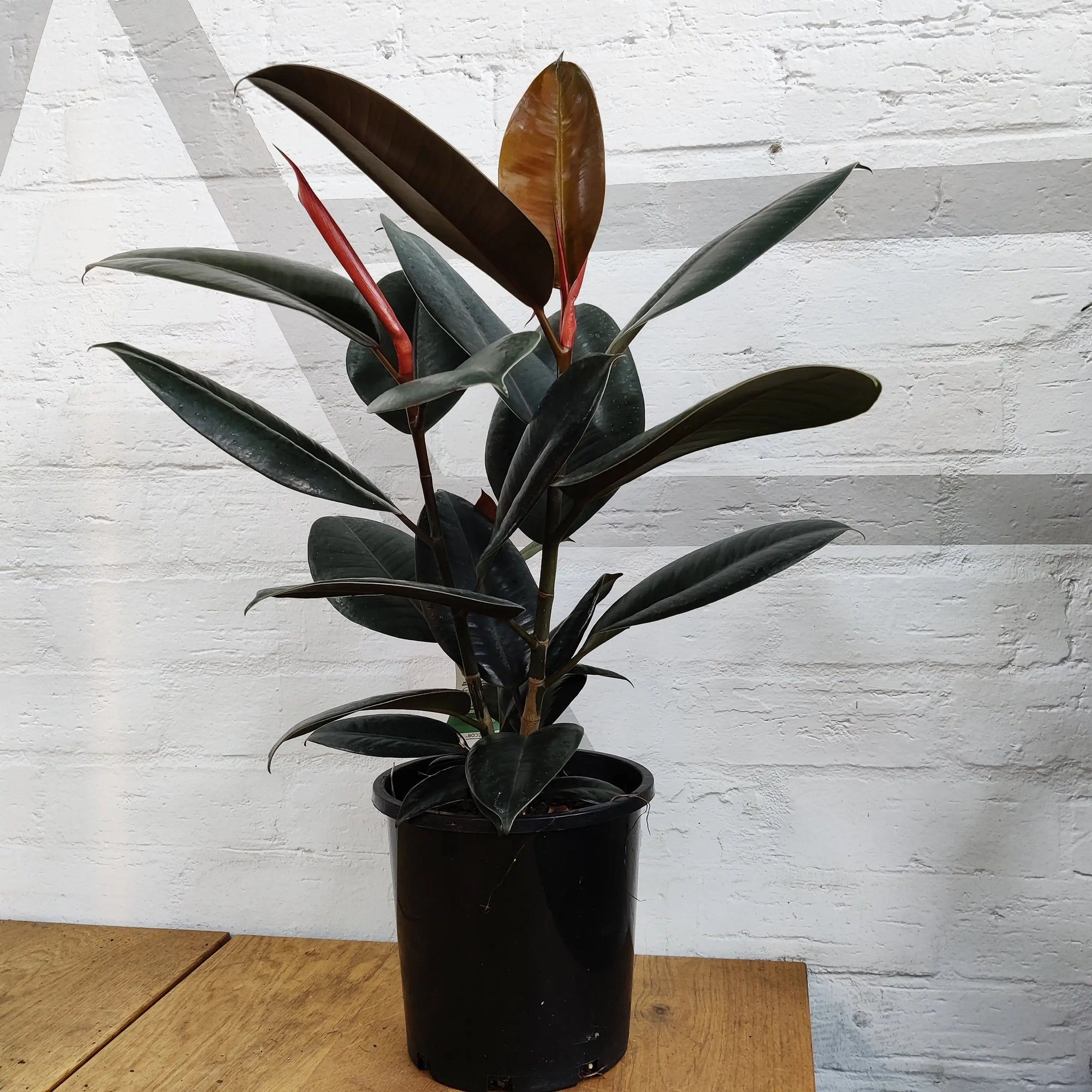 Ficus Burgundy - 20cm Pot Folia House