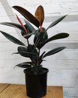 Ficus Burgundy - 20cm Pot Folia House