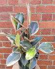 Ficus Decora Tineke - 20cm Pot Folia House