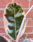 Ficus Decora Tineke - 20cm Pot Folia House