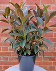 Ficus Elastica Melony- 25cm Pot Folia House