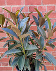 Ficus Elastica Melony- 25cm Pot Folia House