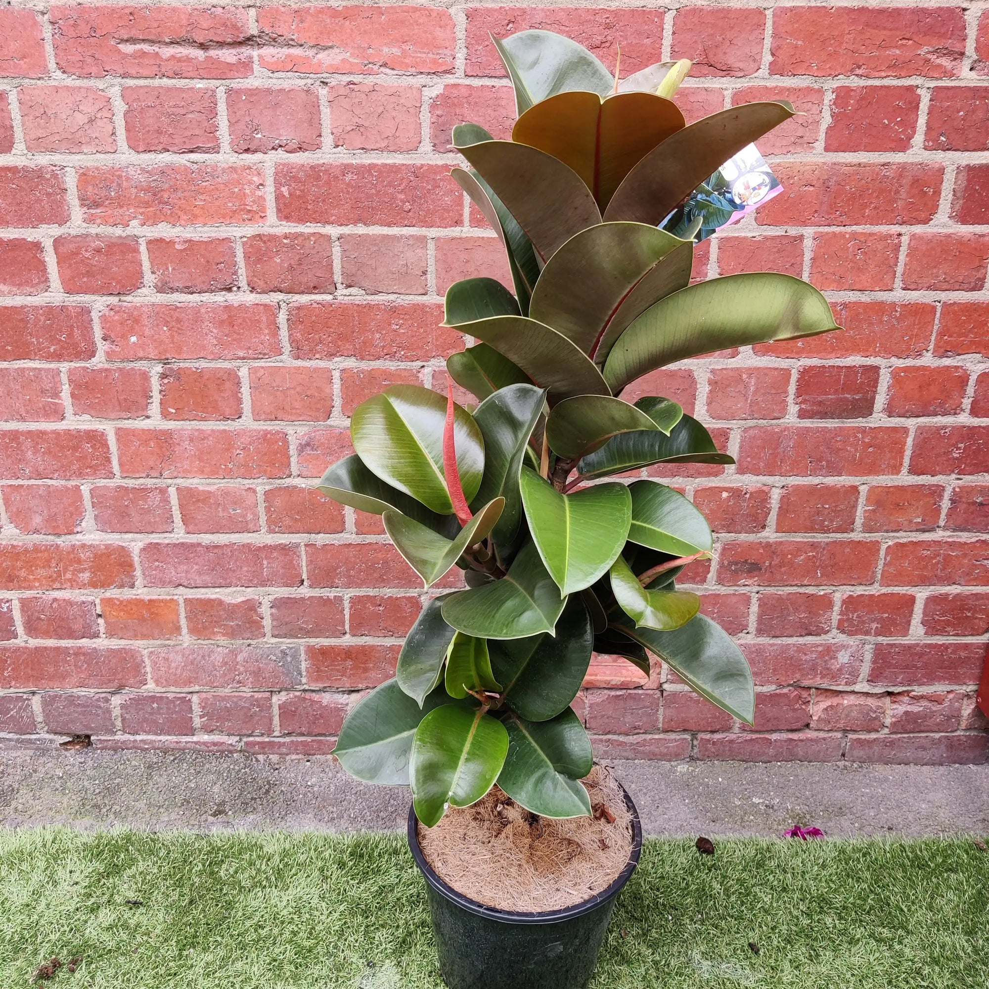Ficus Elastica Sofia - 25cm Pot Folia House