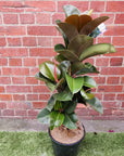 Ficus Elastica Sofia - 25cm Pot Folia House