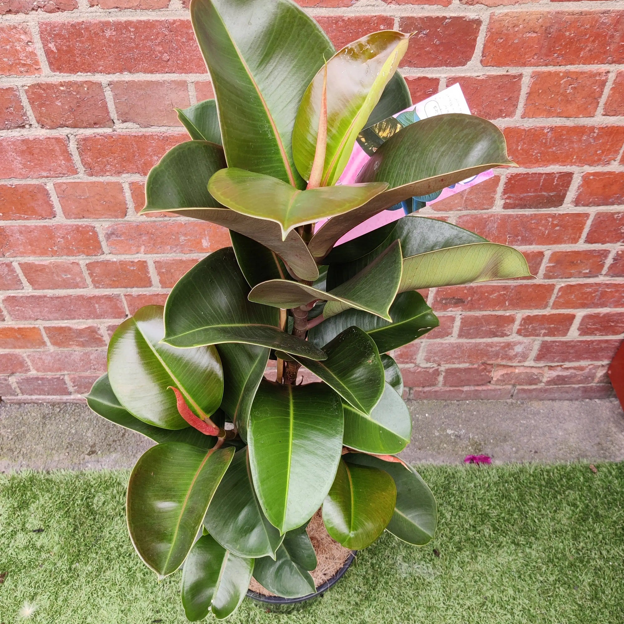 Ficus Elastica Sofia - 25cm Pot Folia House