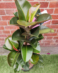 Ficus Elastica Sofia - 25cm Pot Folia House
