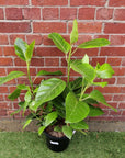 Ficus Lime Splice - 25cm Pot Folia House