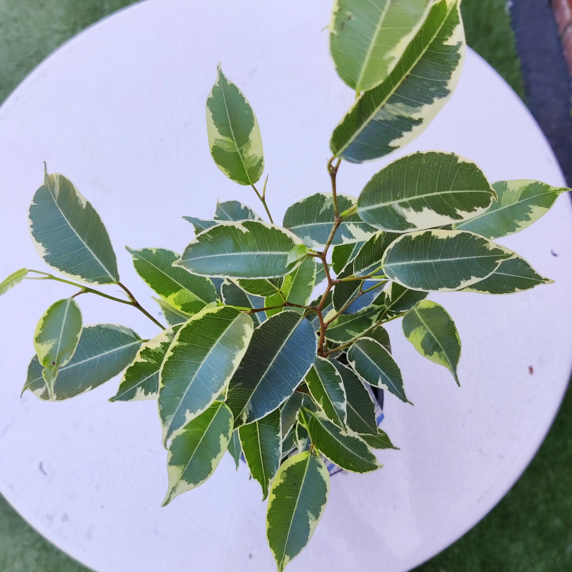 Ficus benjamina Star Light - 13cm pot Folia House