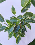 Ficus benjamina Star Light - 13cm pot Folia House