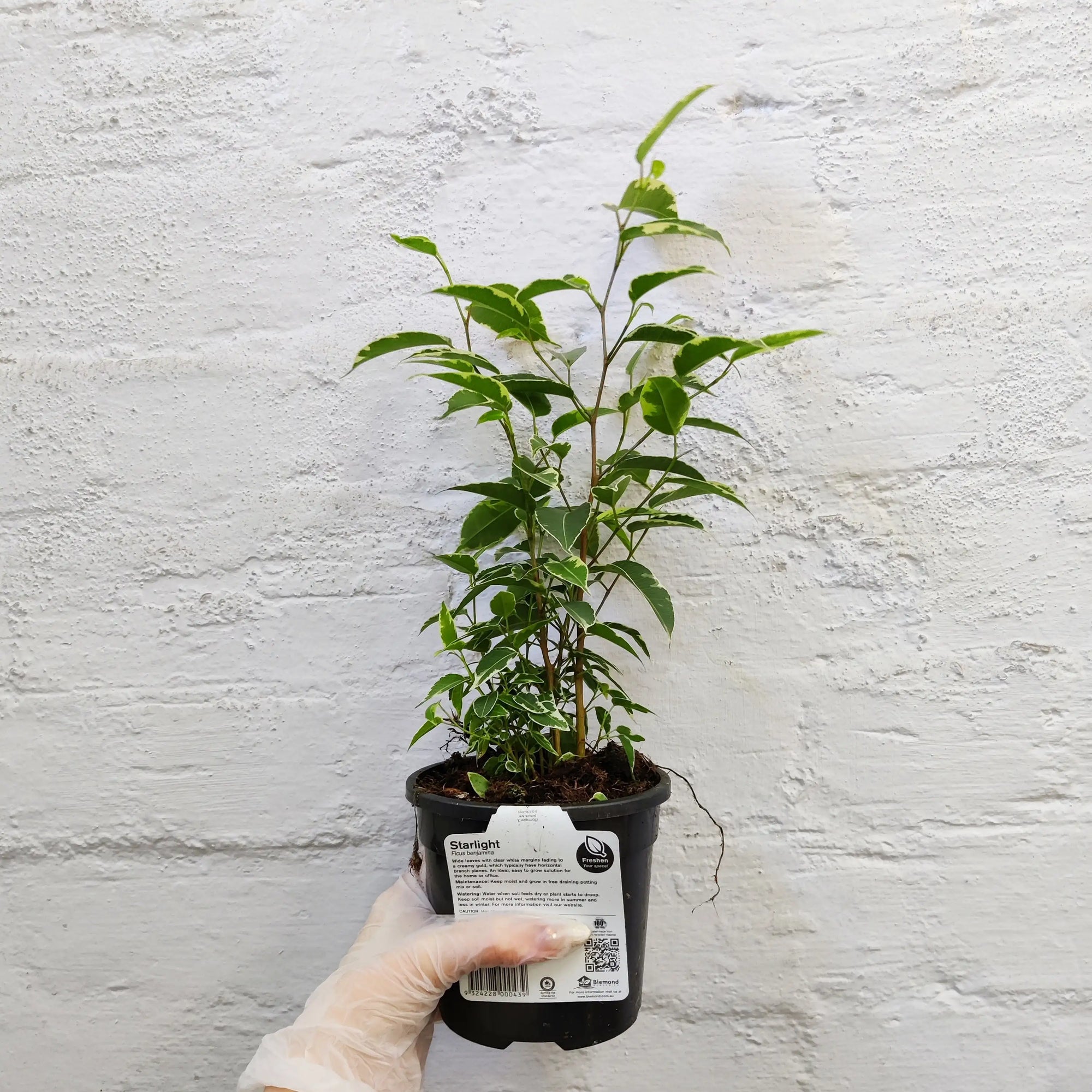Ficus benjamina Star Light - 13cm pot Folia House