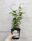Ficus benjamina Star Light - 13cm pot Folia House