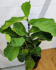 Fiddle Leaf fig (Ficus Lyrata) - 20cm Pot Folia House