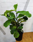 Fiddle Leaf fig (Ficus Lyrata) - 20cm Pot Folia House