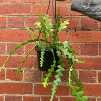 Fishbone cactus  Epiphyllum anguliger - 15cm Hanging Basket Folia House
